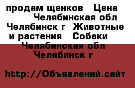 продам щенков › Цена ­ 2 000 - Челябинская обл., Челябинск г. Животные и растения » Собаки   . Челябинская обл.,Челябинск г.